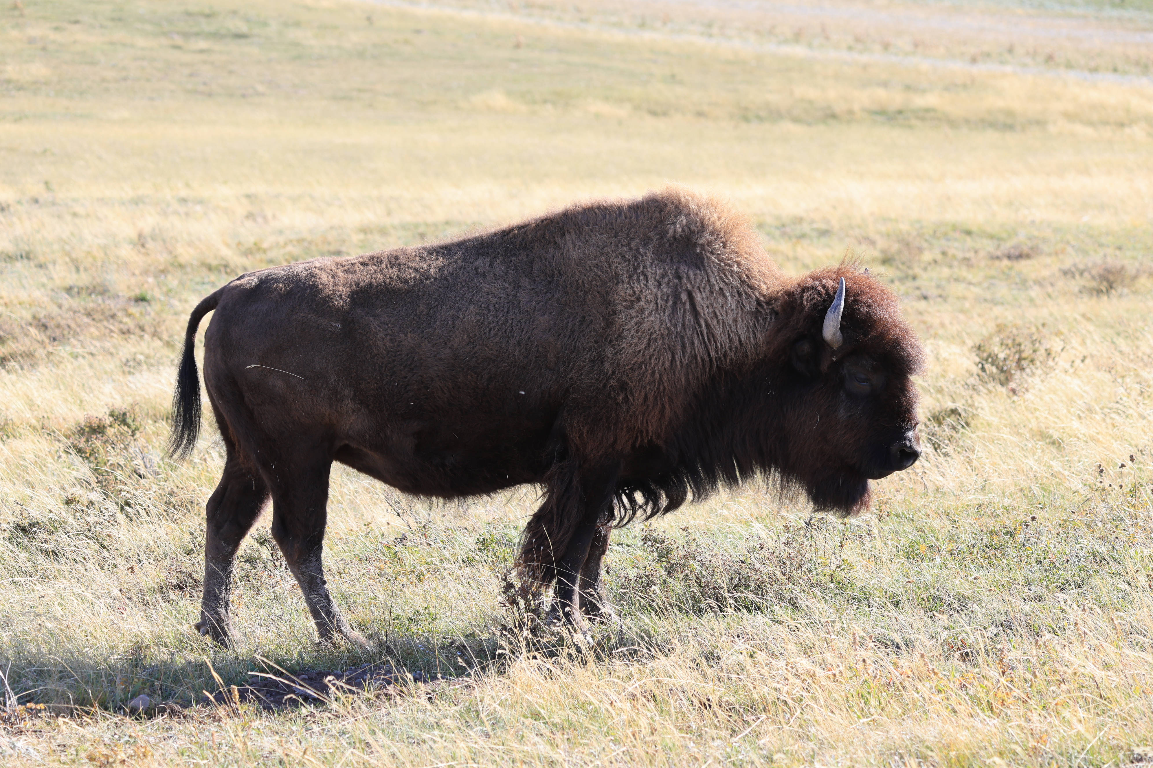 Bison Paddok